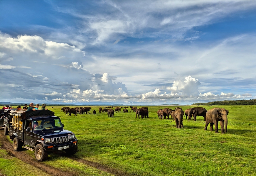 Wonder of Kaudulla National Park